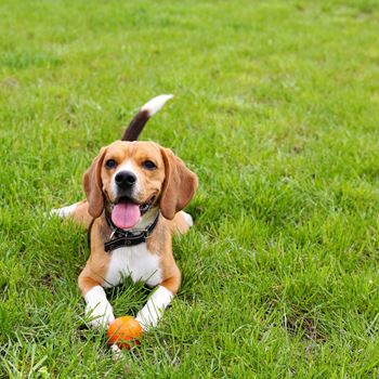 On-site dog park